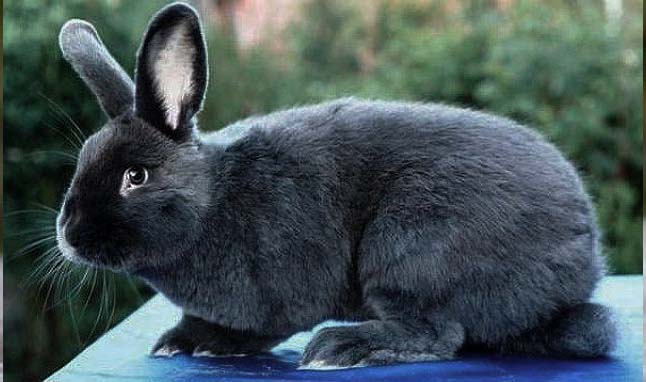 Віденський блакитний кролик