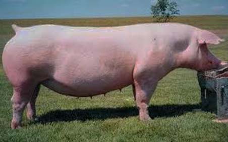 Естонська беконна свиня