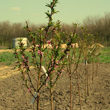 Обрізка персика 2024: формування крони, урожай плодових персиків та нектарину