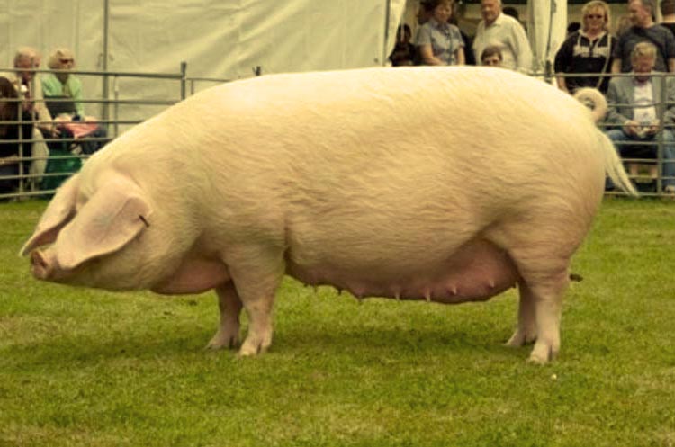 Полтавська м'ясна свиня