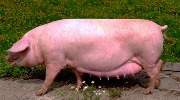 Полтавська свиня