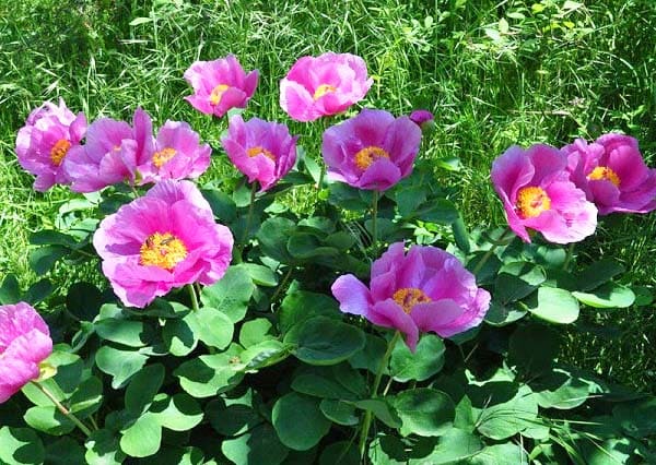 Півонія кримська (Paeonia daurica) все про рослину