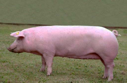 Українська м'ясна свиня
