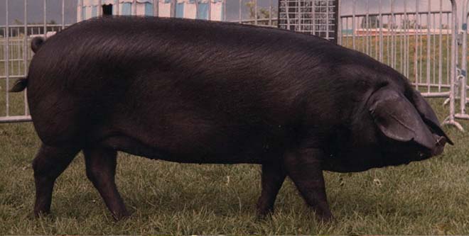 Українська чорна свиня