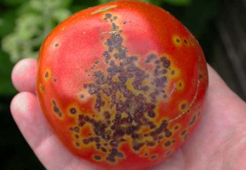 Чорна бактеріальна плямистість помідор