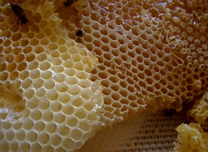 бджолині стільники