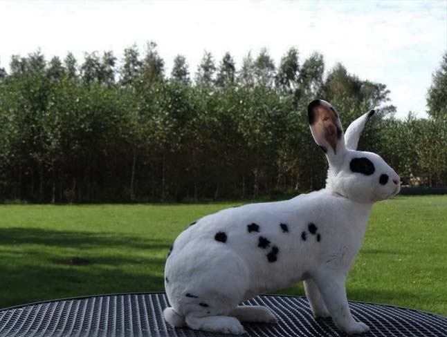 далматин кролик