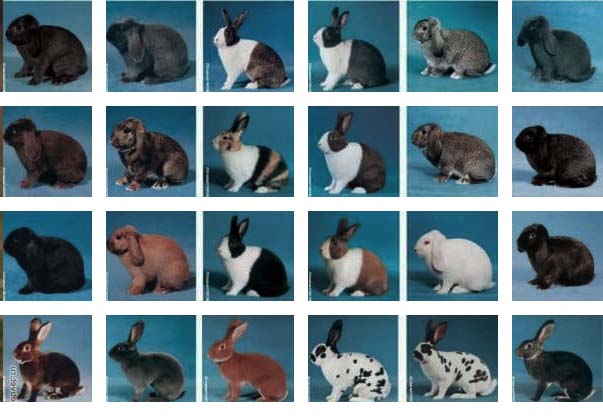 Найцікавіші декоративні кролики: опис, фото породи та утримання декоративних кроликів