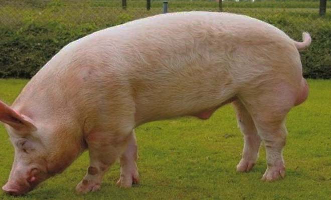 йоркширська свиня