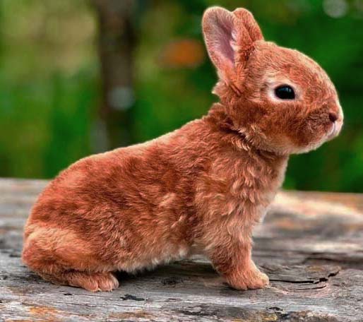 карликовый рекс кролик