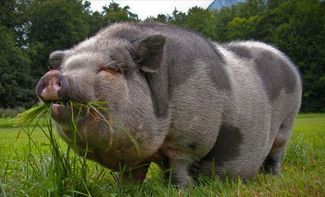миргородська свиня