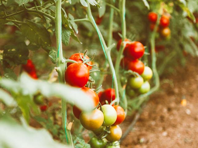 Мульчування помідорів у відкритому ґрунті