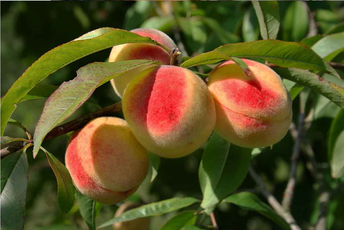 обрізка персика