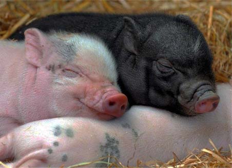 розведення свиней