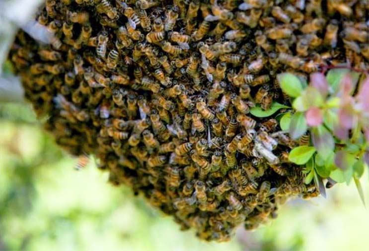 Як уникнути роїння бджіл: ефективні методи контролю на пасіці