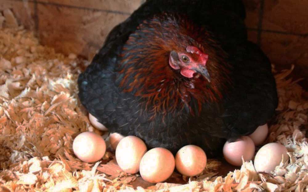 скільки курка висиджує яйця