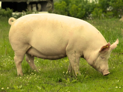 українська м'ясна порода свиней