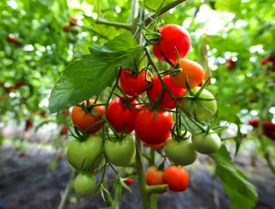 Сироватка для урожаю помідор та томатів