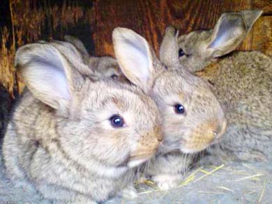 фландри кроленята