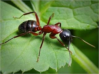 Як позбутися мурах у саду та городі: ефективні методи