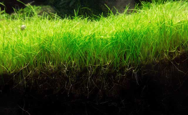 Aquarium Grass
