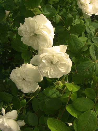 Біла троянда Madame Hardy