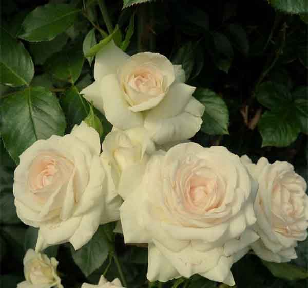 Біла троянда Swan Lake