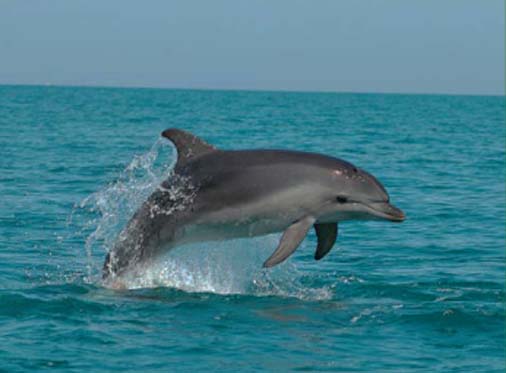 Дельфін афаліна
