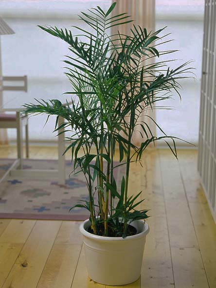 Пальма бамбука