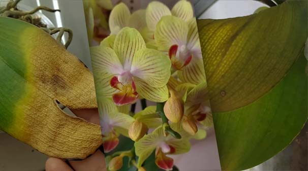жовтіють листя у орхідеї