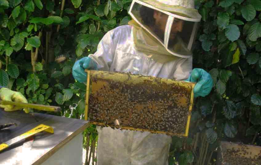 канді для бджіл