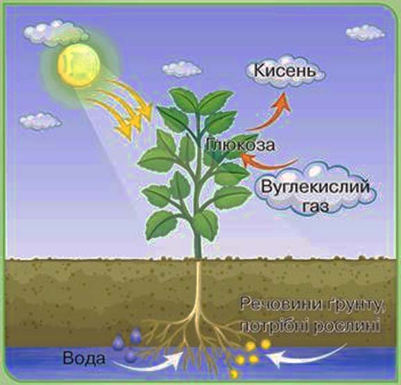 процес дихання рослин