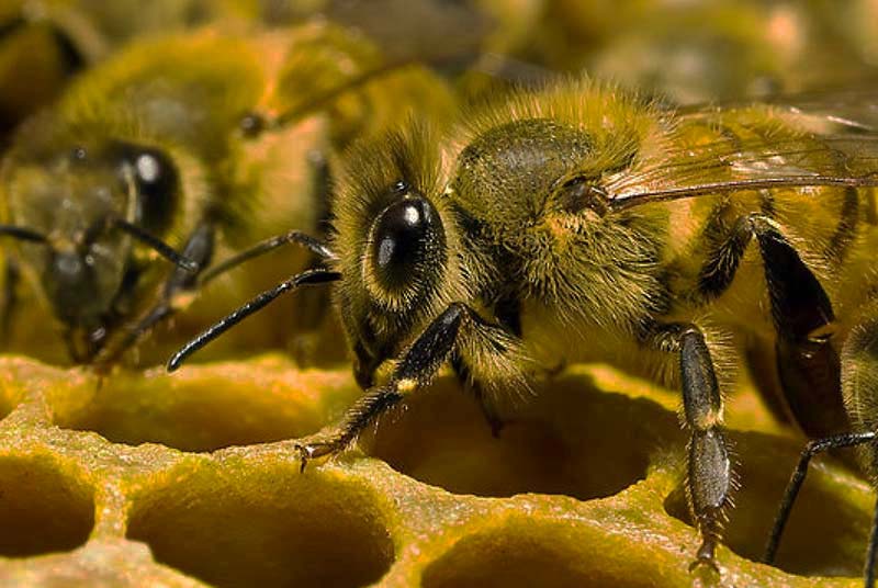 підгодівля бджіл