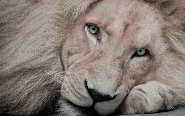 Білий лев — особливості тварин та їх походження
